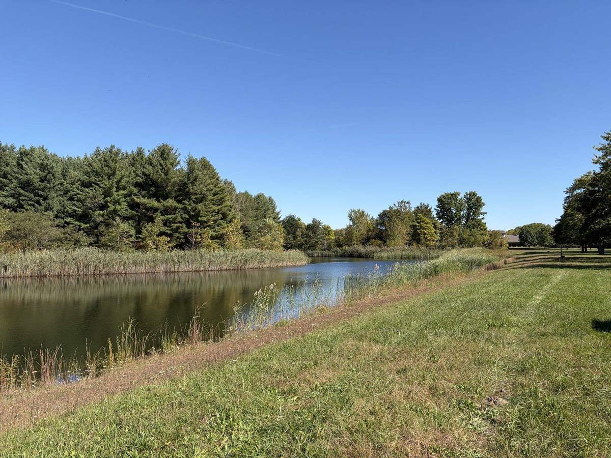The lake on campus, edged with reeds and pine trees under a clear sky